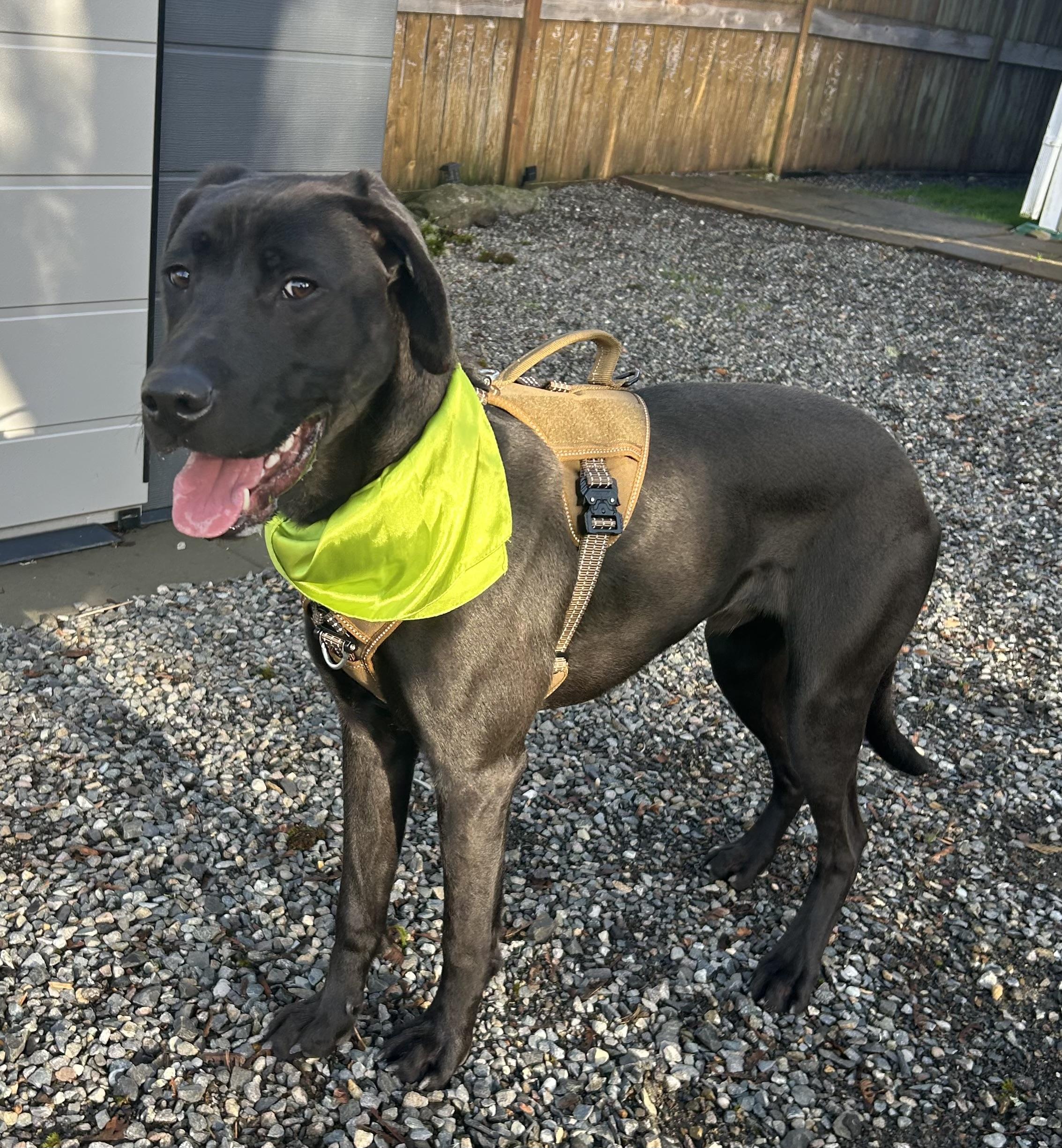 Buddy, a Adoptable mixed breed in Auburn, WA image 4/6