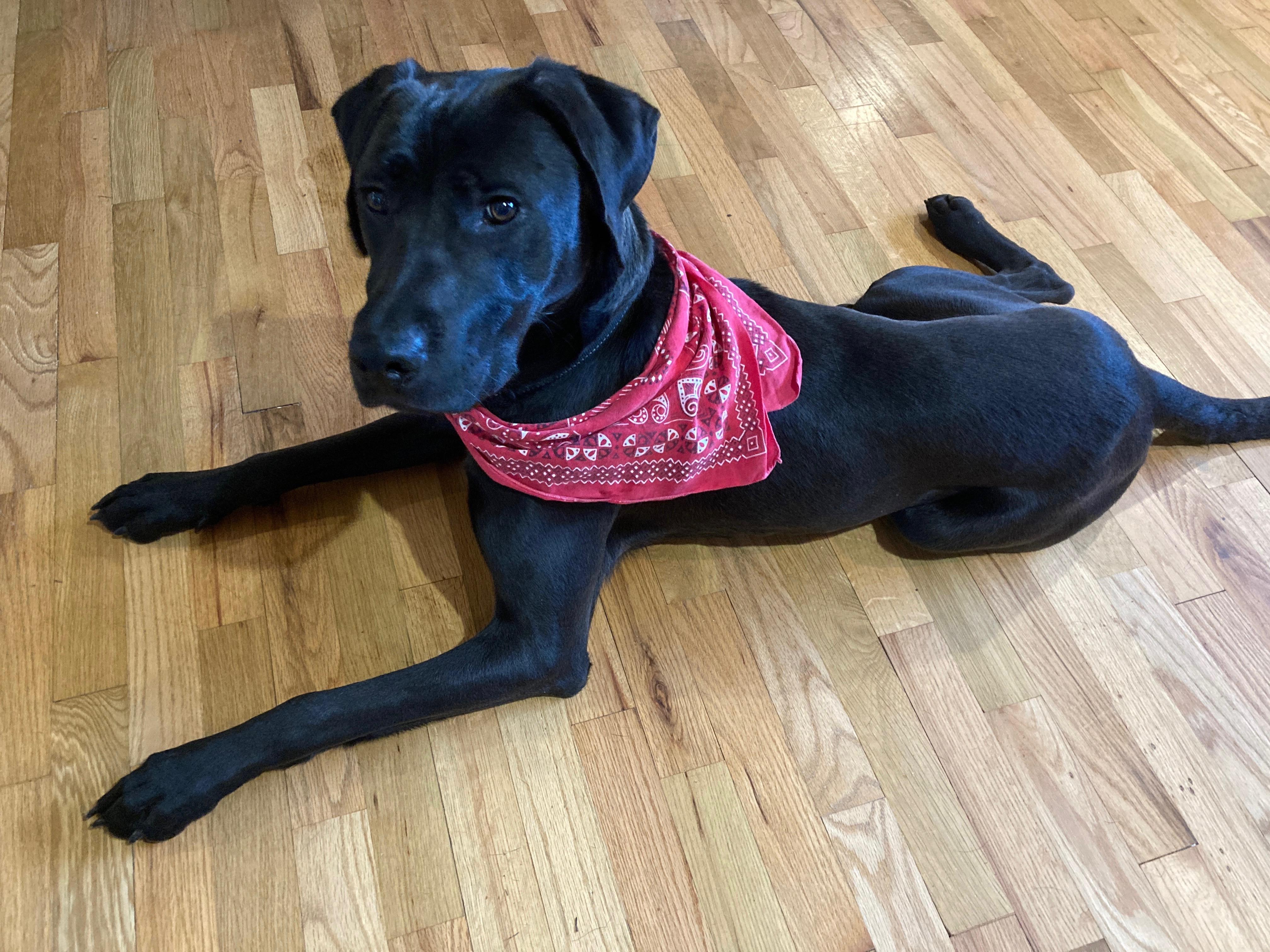 Buddy, a Adoptable mixed breed in Auburn, WA image 1/6