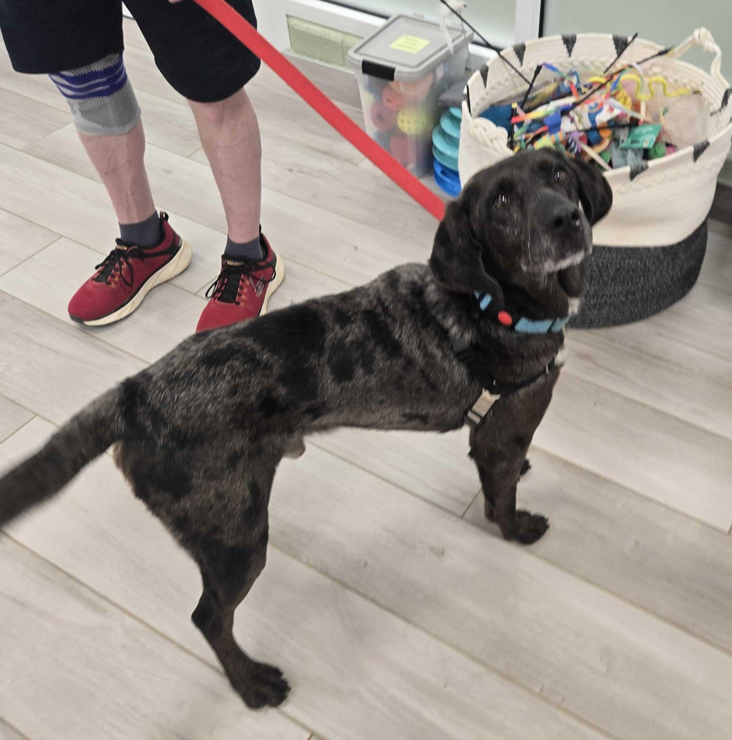 Enlarge Toyota Tundra, a ADOPTABLE mixed breed in Maidens, VA image 3/3