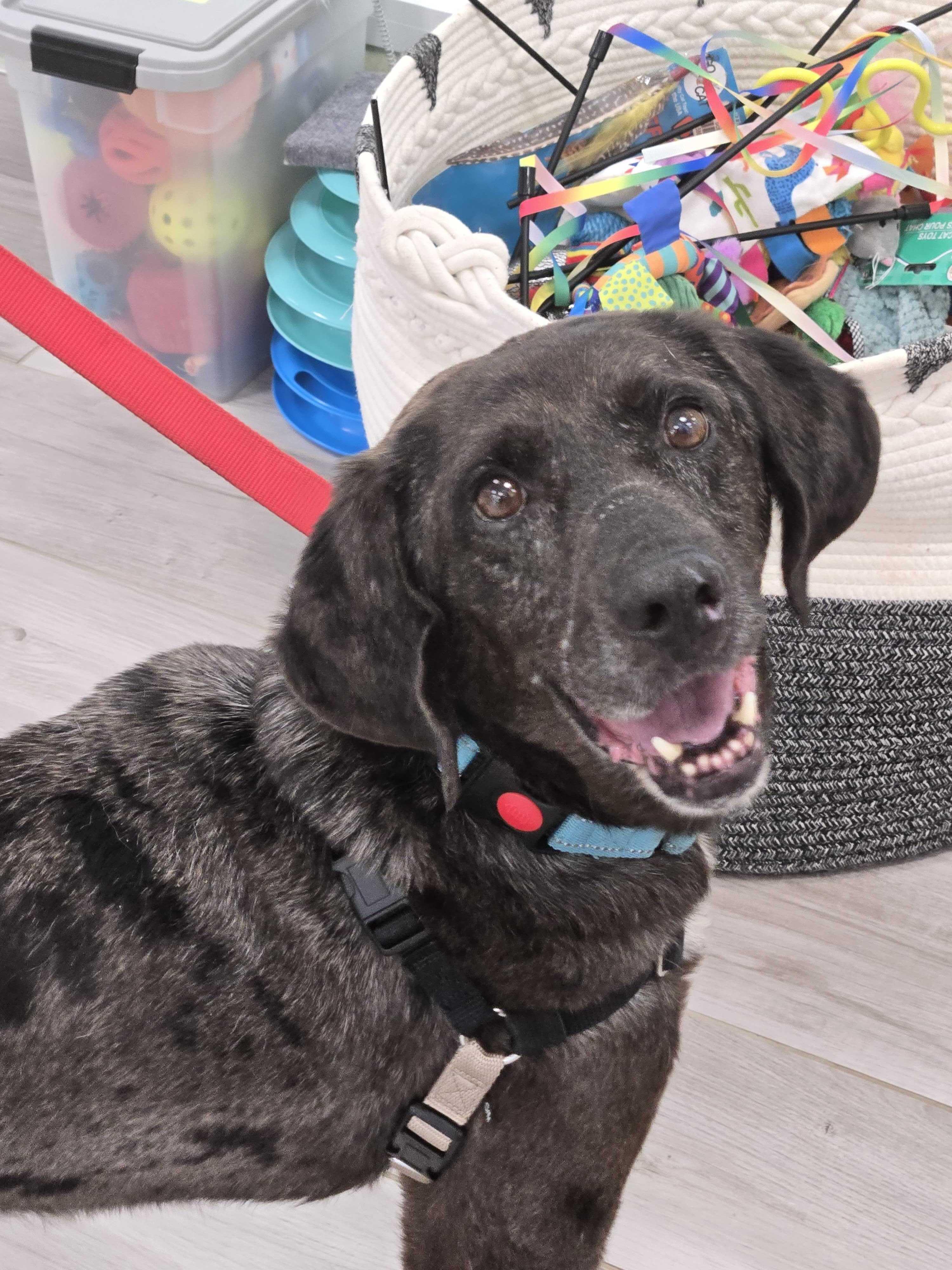 Enlarge Toyota Tundra, a ADOPTABLE mixed breed in Maidens, VA image 1/3