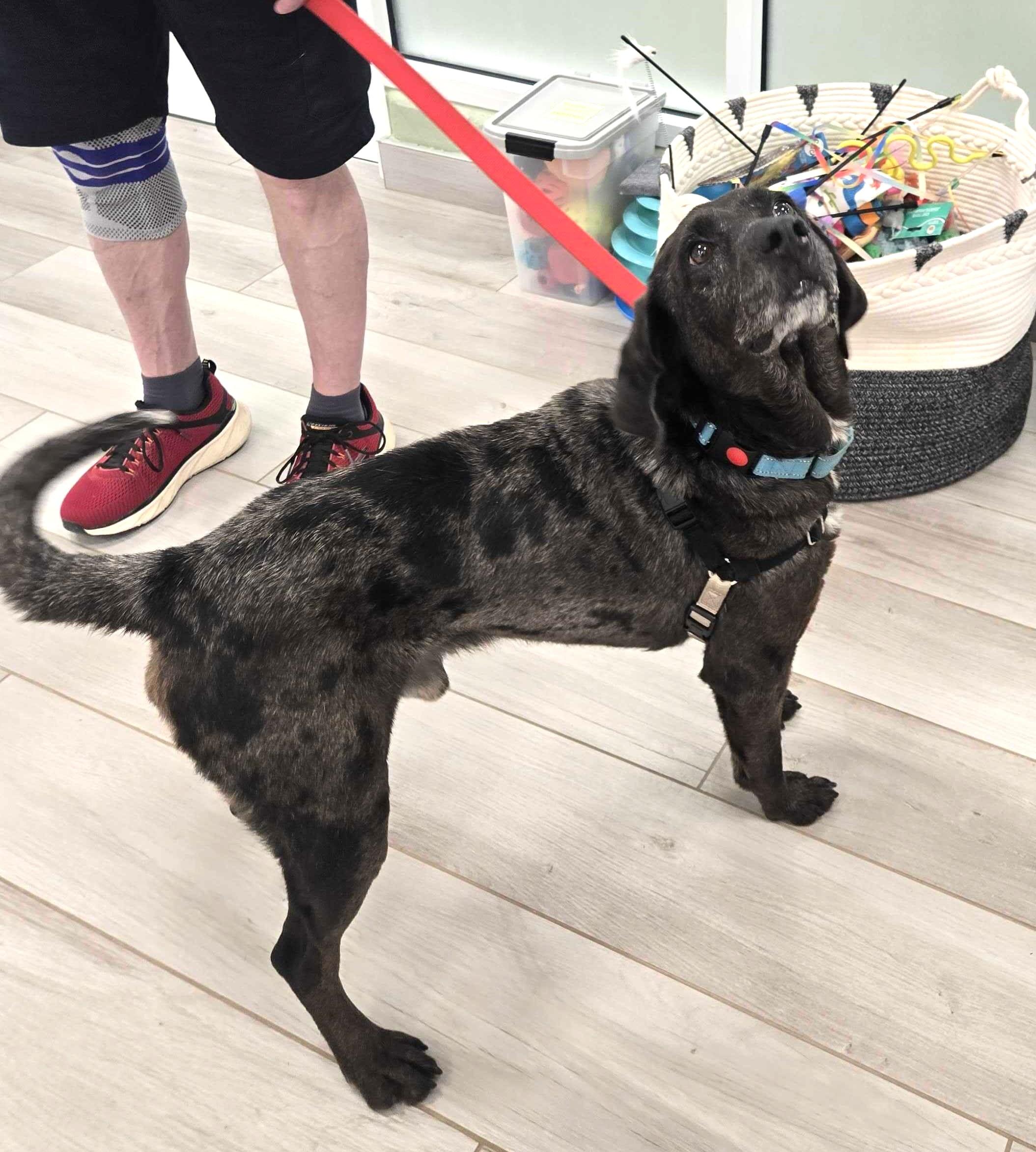 Enlarge Toyota Tundra, a ADOPTABLE mixed breed in Maidens, VA image 2/3