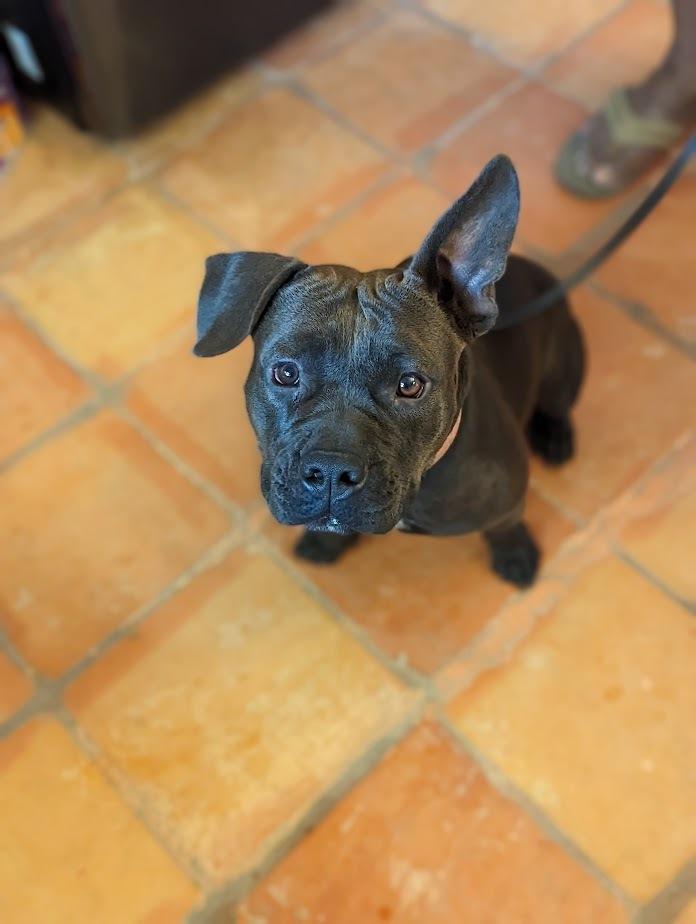 Enlarge Huggie, a Adoptable mixed breed in Mission, TX image 1/2