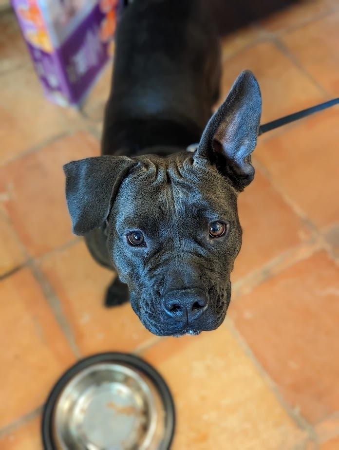 Enlarge Huggie, a Adoptable mixed breed in Mission, TX image 2/2