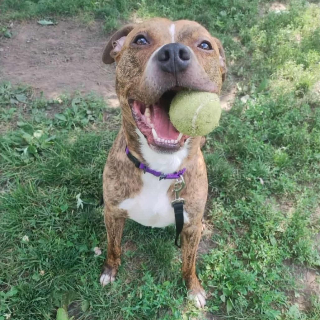 Jimbo, Adoptable, Adult Male Mixed Breed.