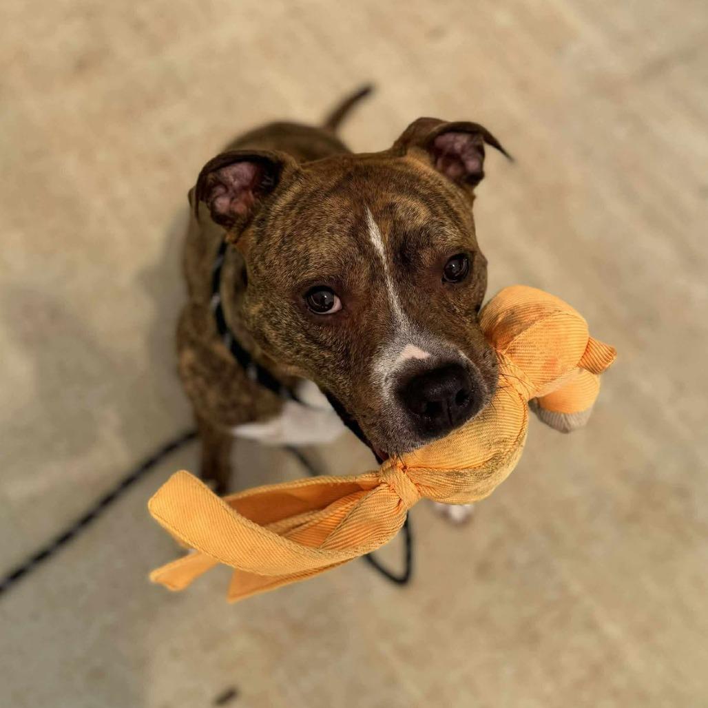 Enlarge Jimbo, a Adoptable Mixed Breed in Edwardsville, IL image 2/6