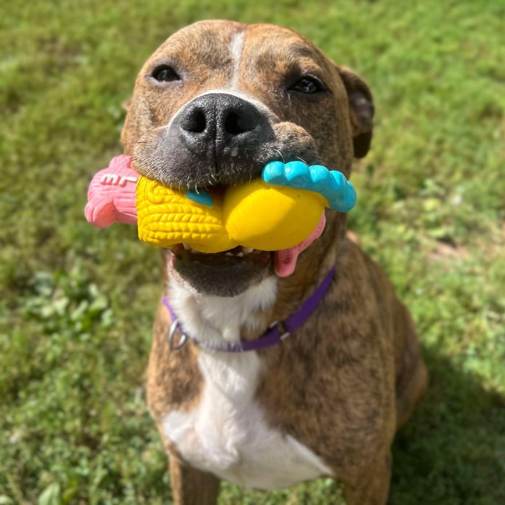 Enlarge Jimbo, a Adoptable Mixed Breed in Edwardsville, IL image 4/6
