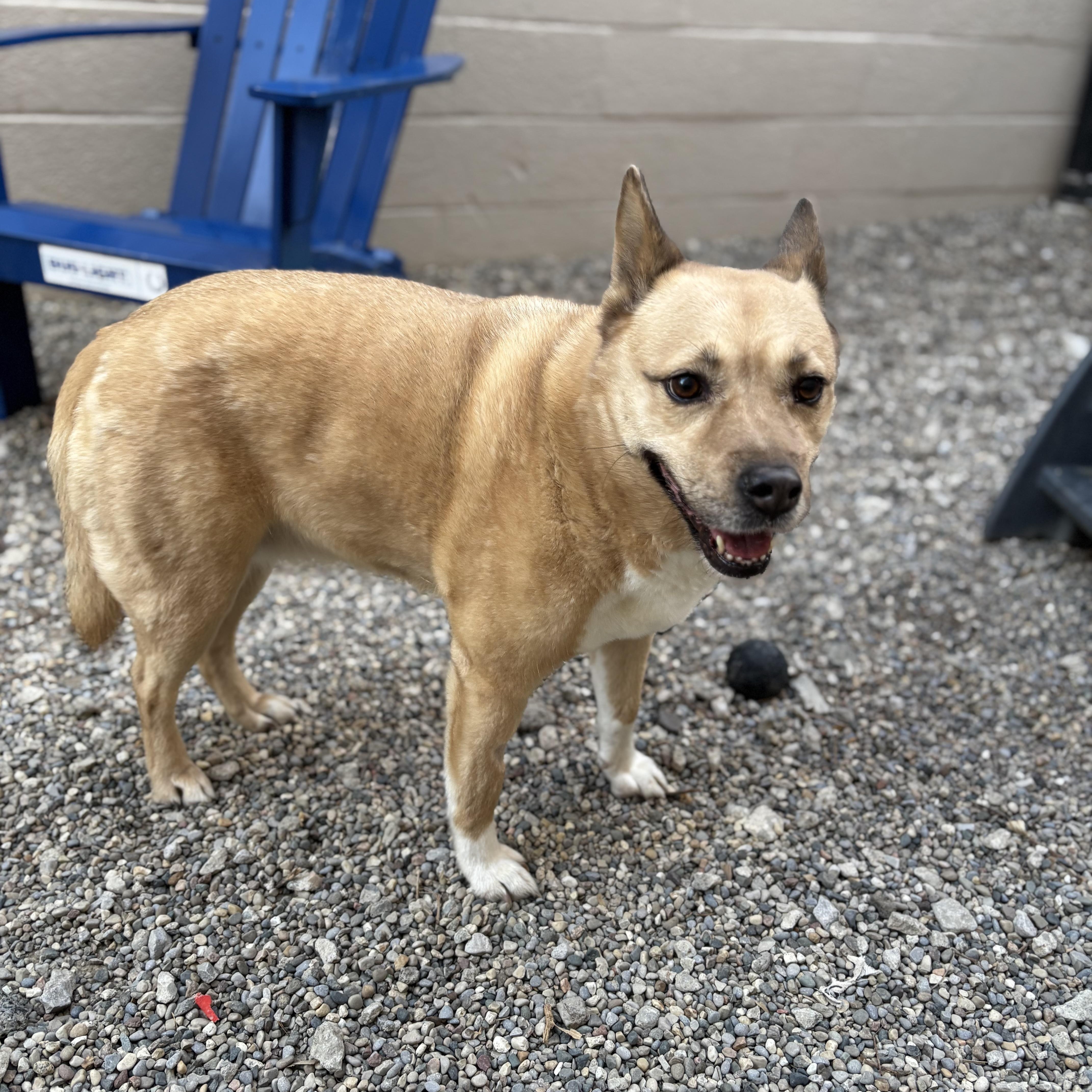Blondie, a ADOPTABLE mixed breed in Oak Park, MI image 1/3
