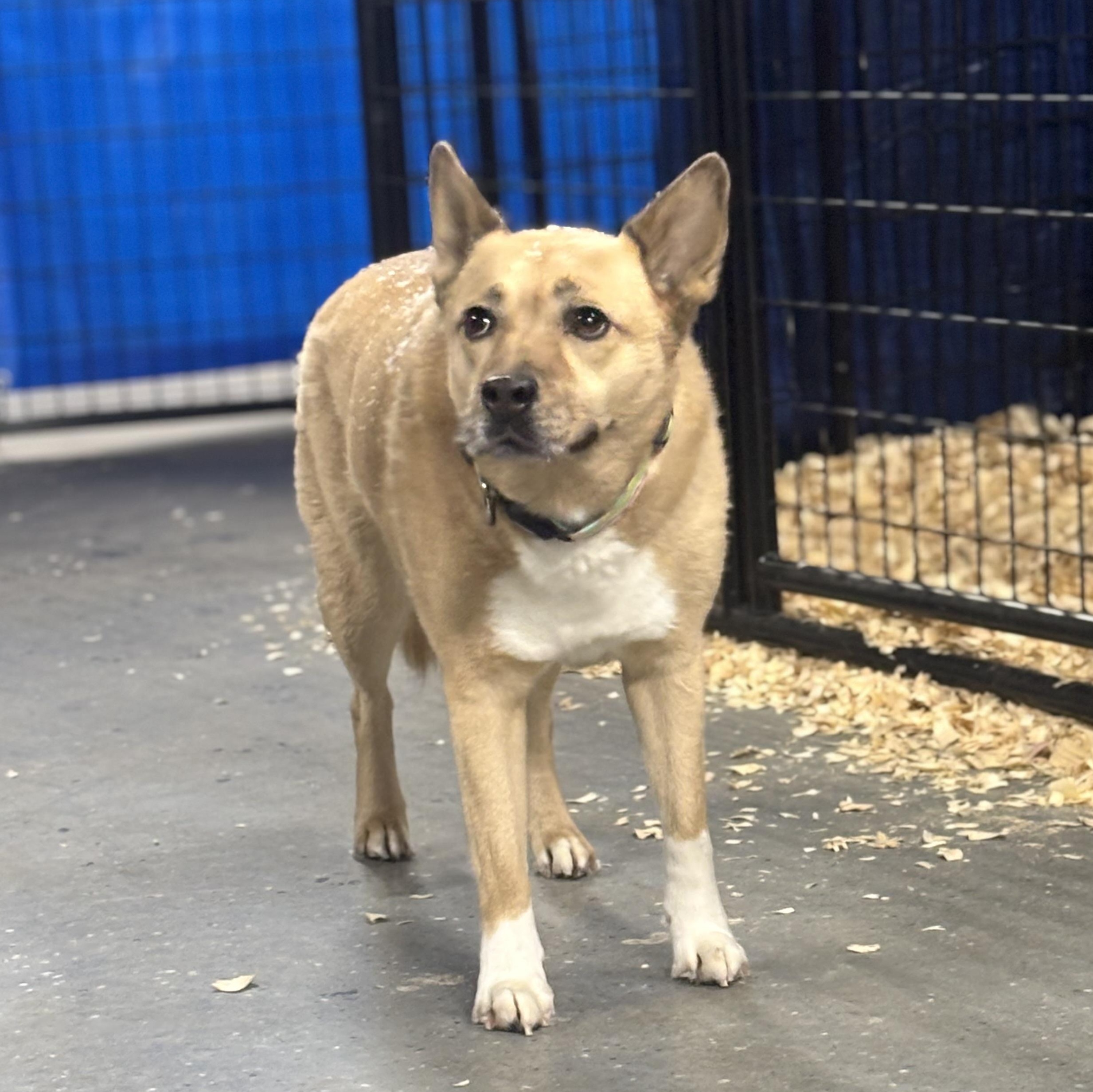 Blondie, ADOPTABLE, Adult Female Mixed Breed.