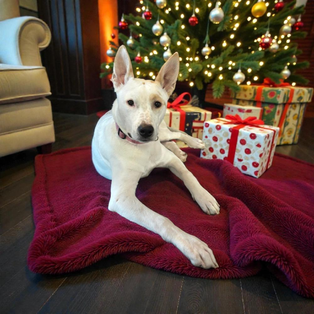 Enlarge Neve, a Adoptable mixed breed in Hastings, MN image 2/3