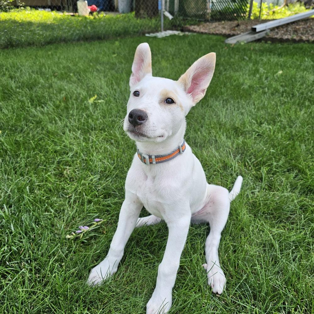 Enlarge Neve, a Adoptable mixed breed in Hastings, MN image 3/3