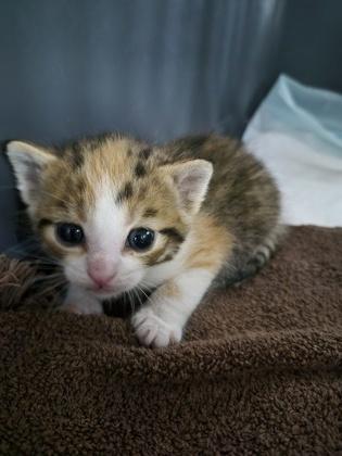 Puddlez, Adoptable, Young Female Domestic Short Hair & Domestic Short Hair.