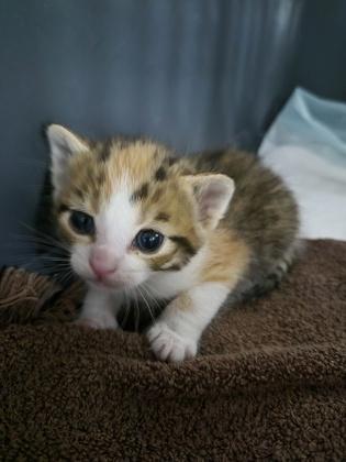 Enlarge Puddlez, a Adoptable mixed breed in Simcoe, ON image 2/2