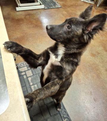Everly, Adopted, Young Female Dutch Shepherd & Terrier.