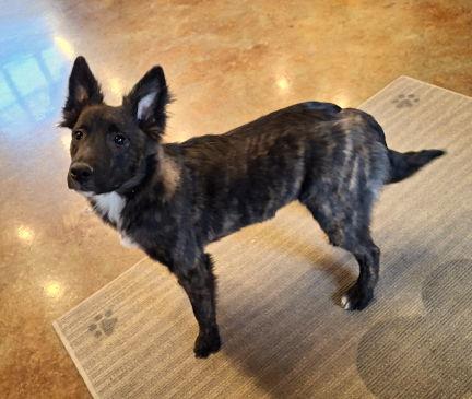 Everly, a Adopted mixed breed in Mountain View, AR image 2/3