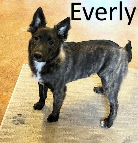 Everly, a Adopted mixed breed in Mountain View, AR image 3/3