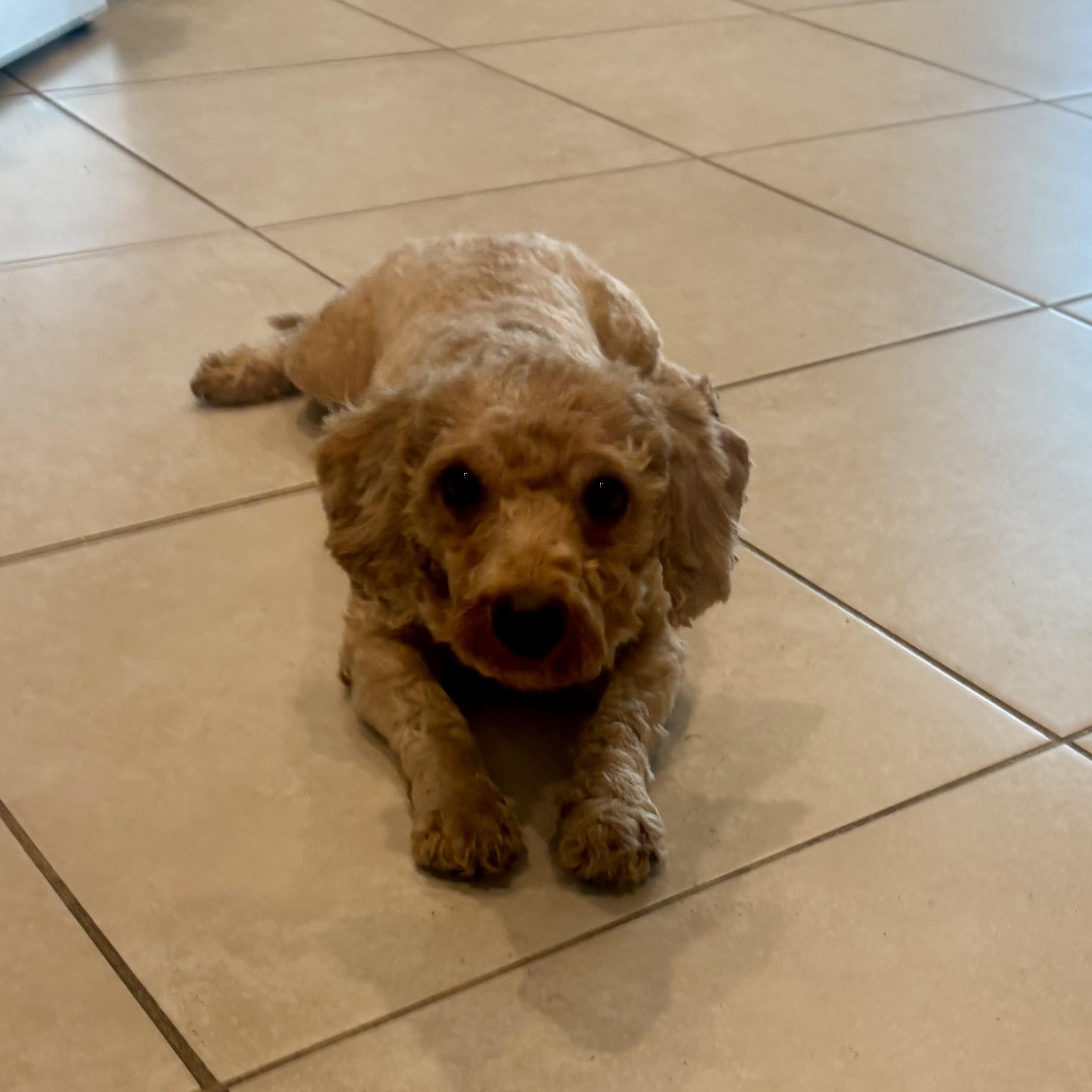 Enlarge Apricot, a ADOPTABLE mixed breed in Bradenton, FL image 3/5