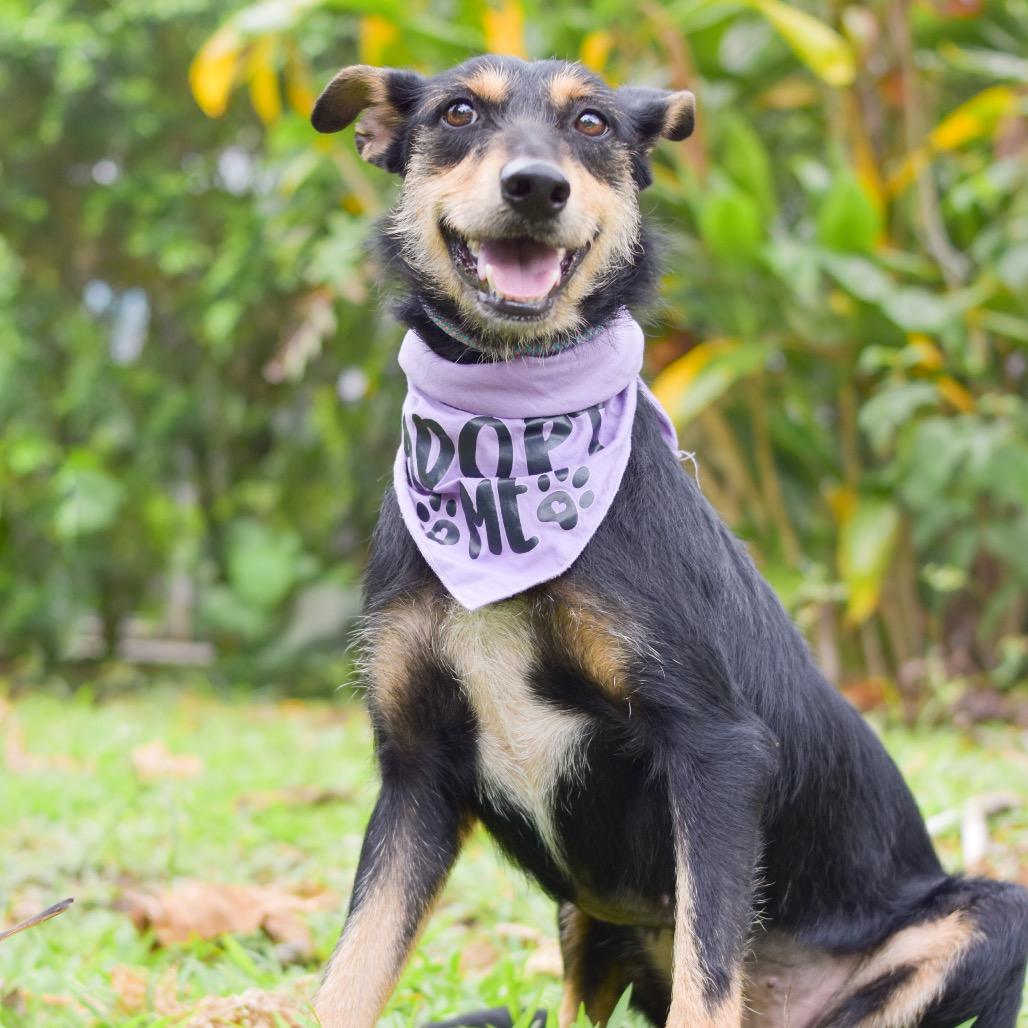 Pixie, Adoptable, Adult Female Mixed Breed.