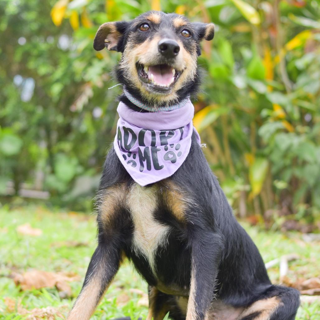 Enlarge Pixie, a Adoptable Mixed Breed in Kailua Kona, HI image 2/3