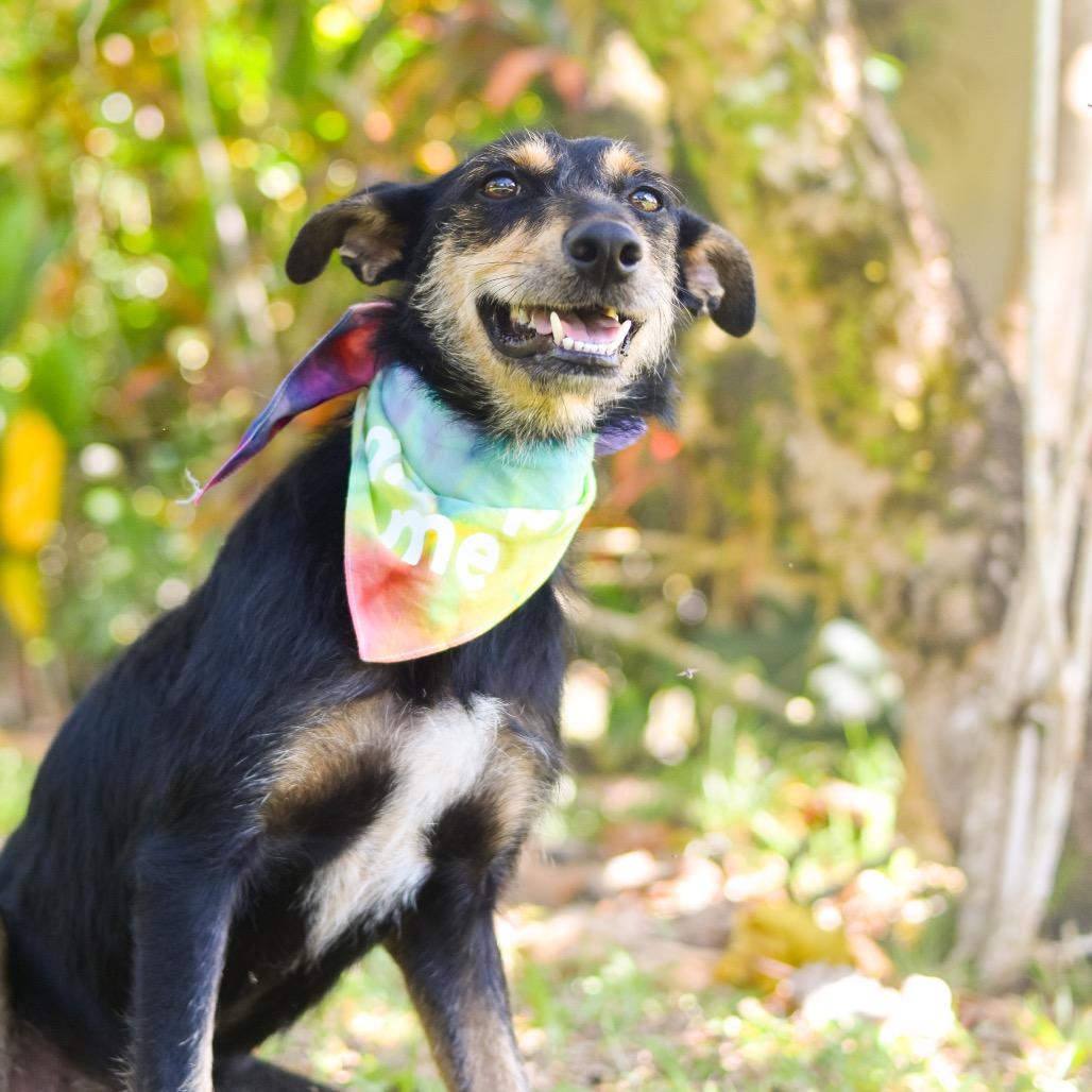 Enlarge Pixie, a Adoptable Mixed Breed in Kailua Kona, HI image 3/3