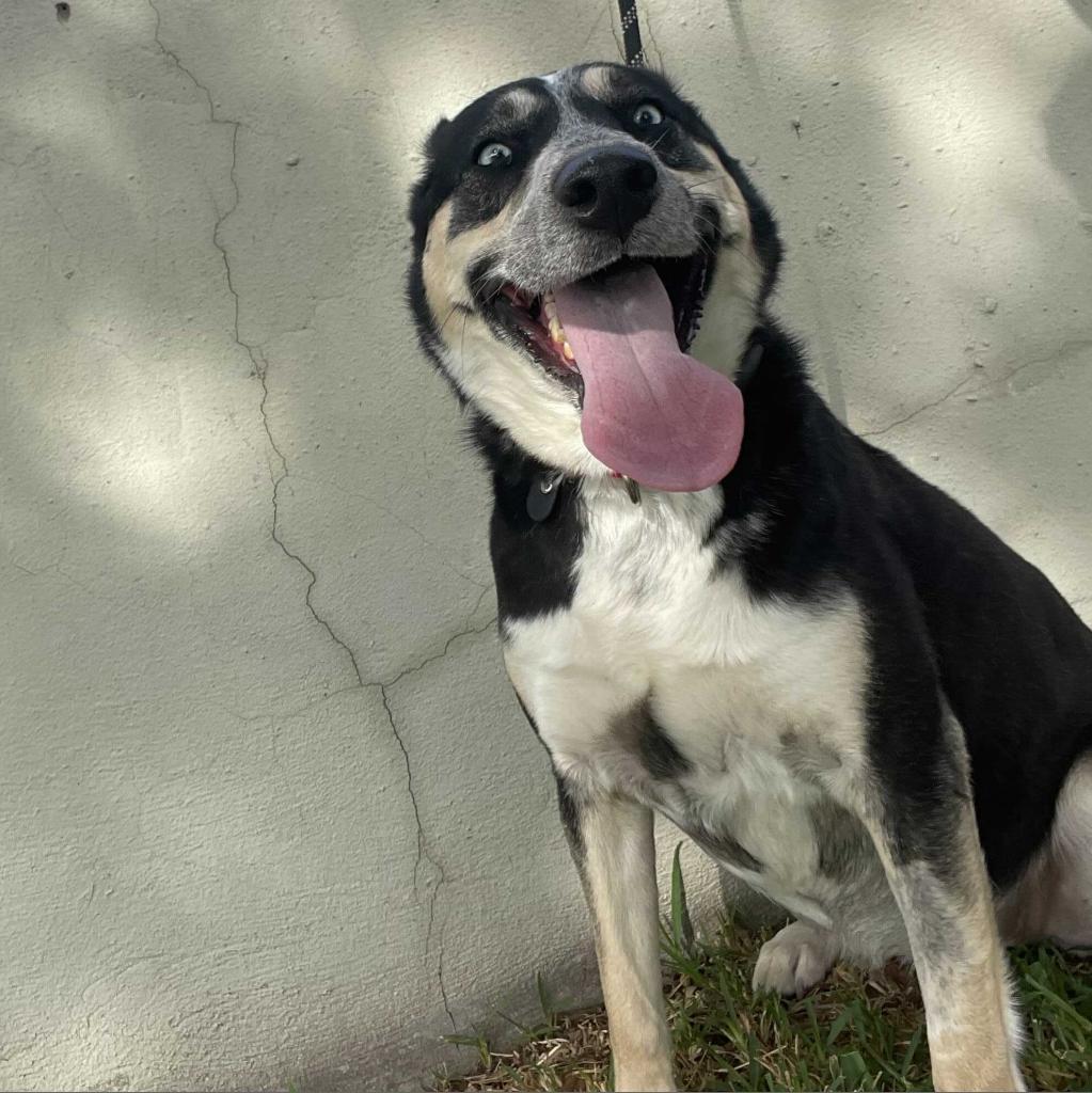 Maya, Adoptable, Adult Female Husky.