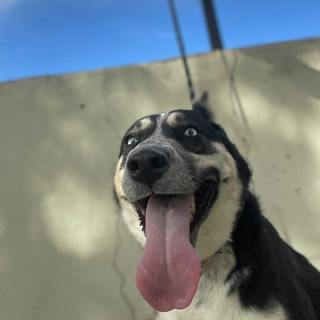 Maya, Adoptable, Adult Female Husky.