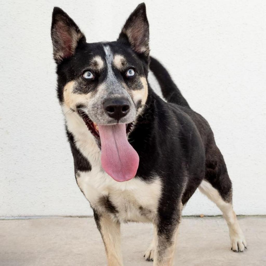 Enlarge Maya, a Adoptable mixed breed in San Antonio, TX image 2/6