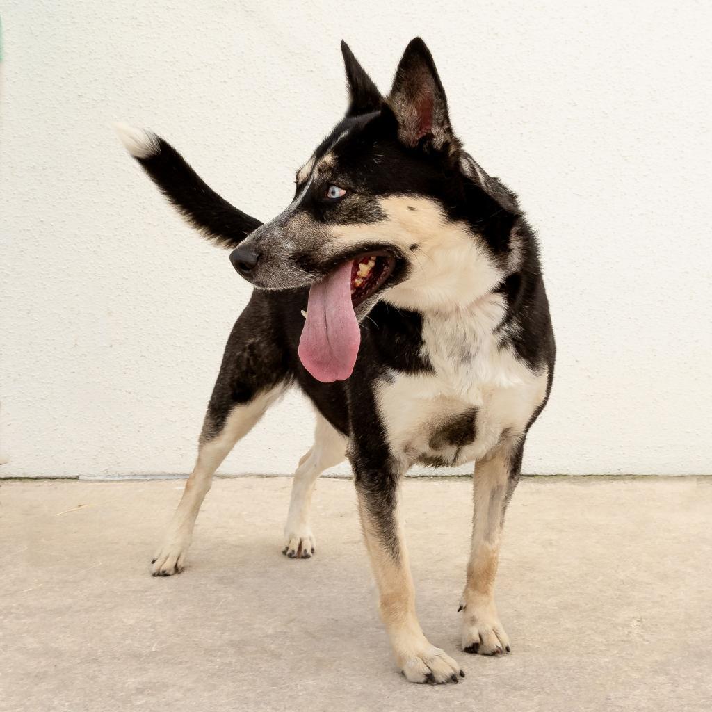 Enlarge Maya, a Adoptable mixed breed in San Antonio, TX image 3/6