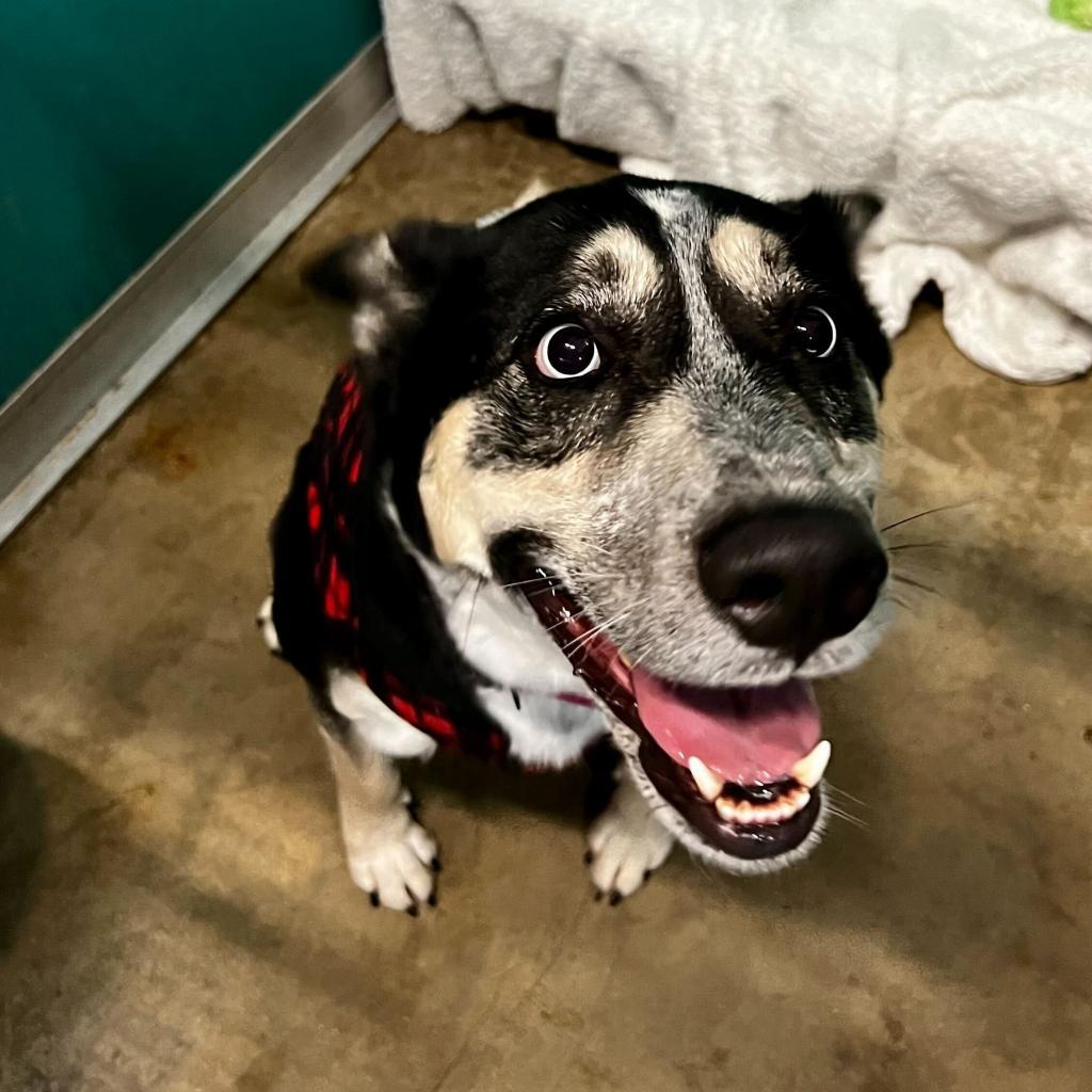 Enlarge Maya, a Adoptable mixed breed in San Antonio, TX image 5/6