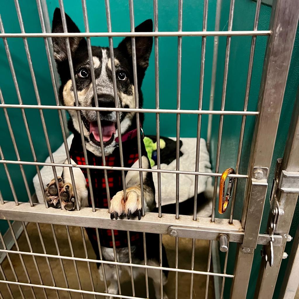 Enlarge Maya, a Adoptable mixed breed in San Antonio, TX image 6/6