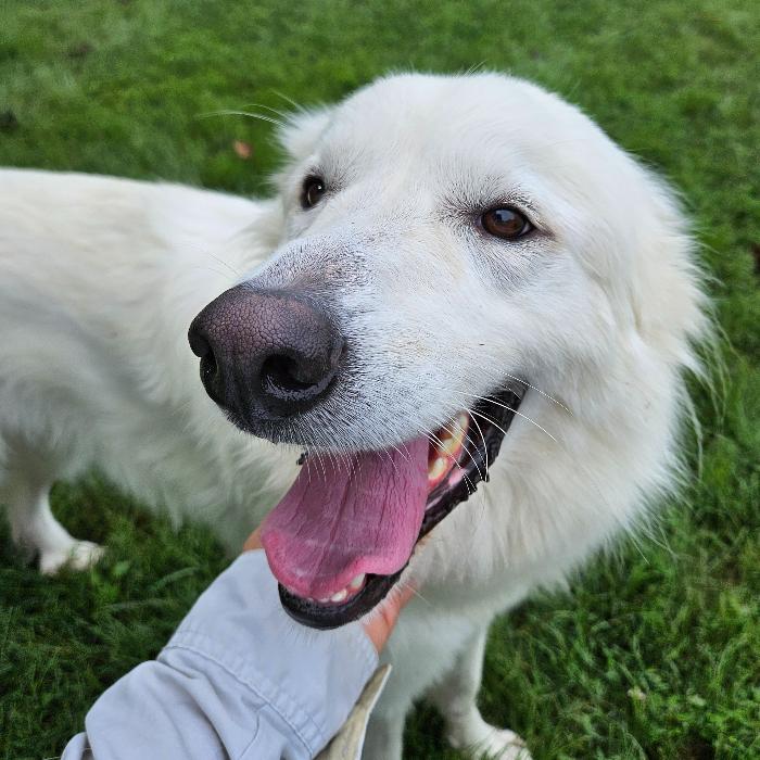 Enlarge Lowie #7415, a Adoptable Great Pyrenees in Louisville, KY image 1/6