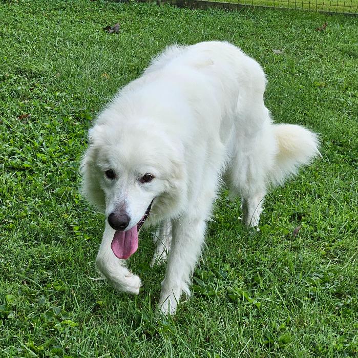 Enlarge Lowie #7415, a Adoptable Great Pyrenees in Louisville, KY image 2/6