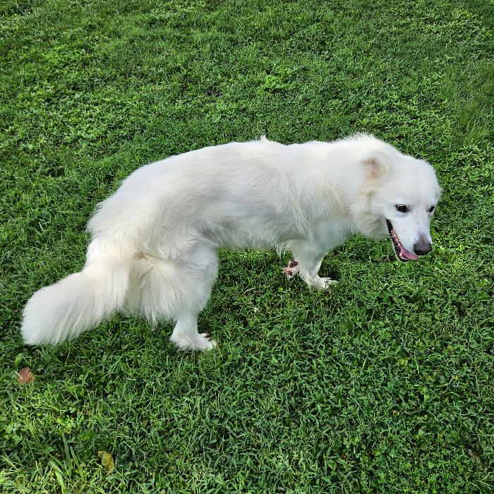 Enlarge Lowie #7415, a Adoptable Great Pyrenees in Louisville, KY image 3/6
