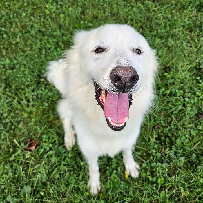 Enlarge Lowie #7415, a Adoptable Great Pyrenees in Louisville, KY image 4/6