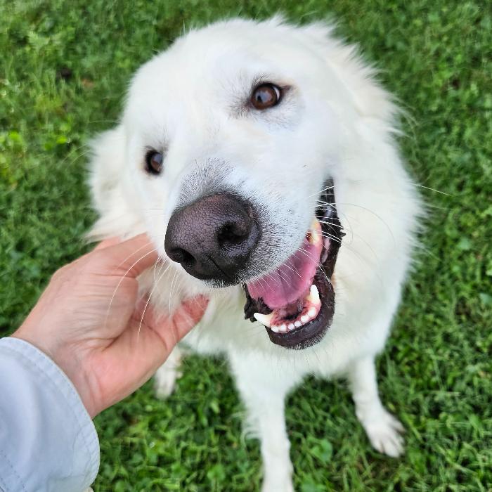 Enlarge Lowie #7415, a Adoptable Great Pyrenees in Louisville, KY image 5/6