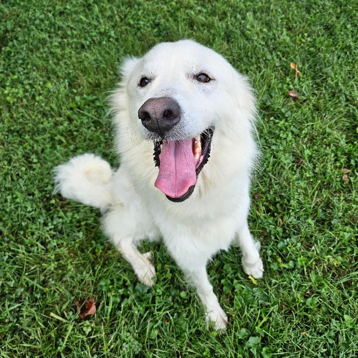 Enlarge Lowie #7415, a Adoptable Great Pyrenees in Louisville, KY image 6/6