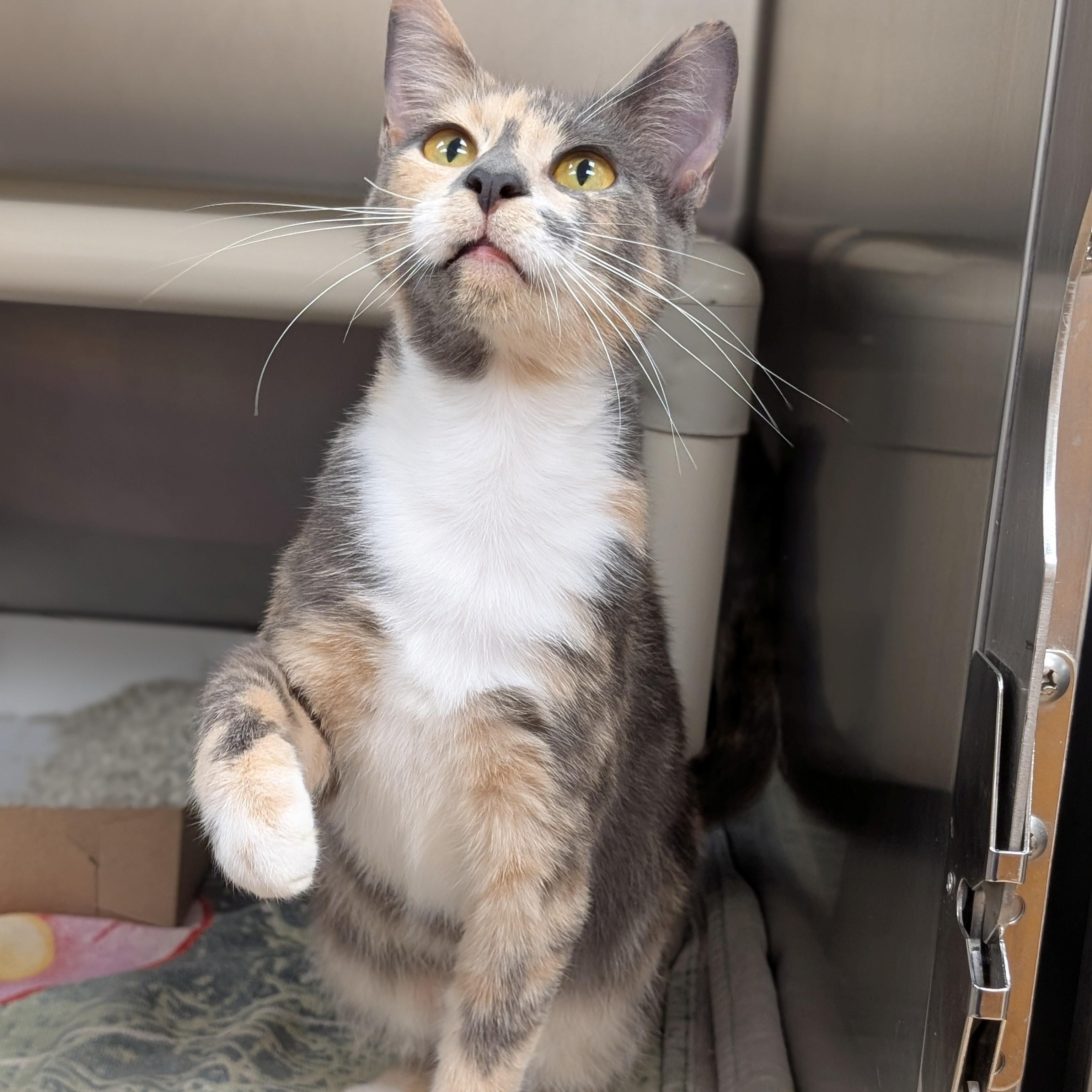 Angel, ADOPTABLE, Adult Female Domestic Short Hair.