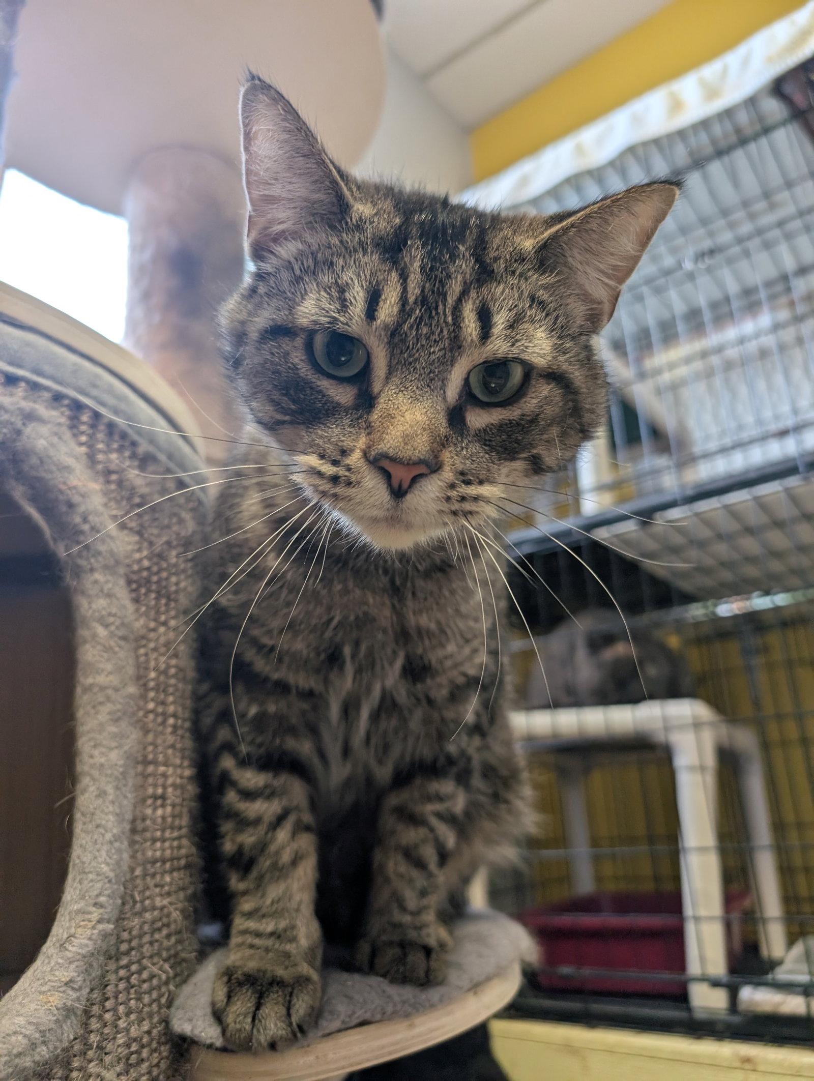 Chagall, Adoptable, Adult Male Domestic Short Hair.