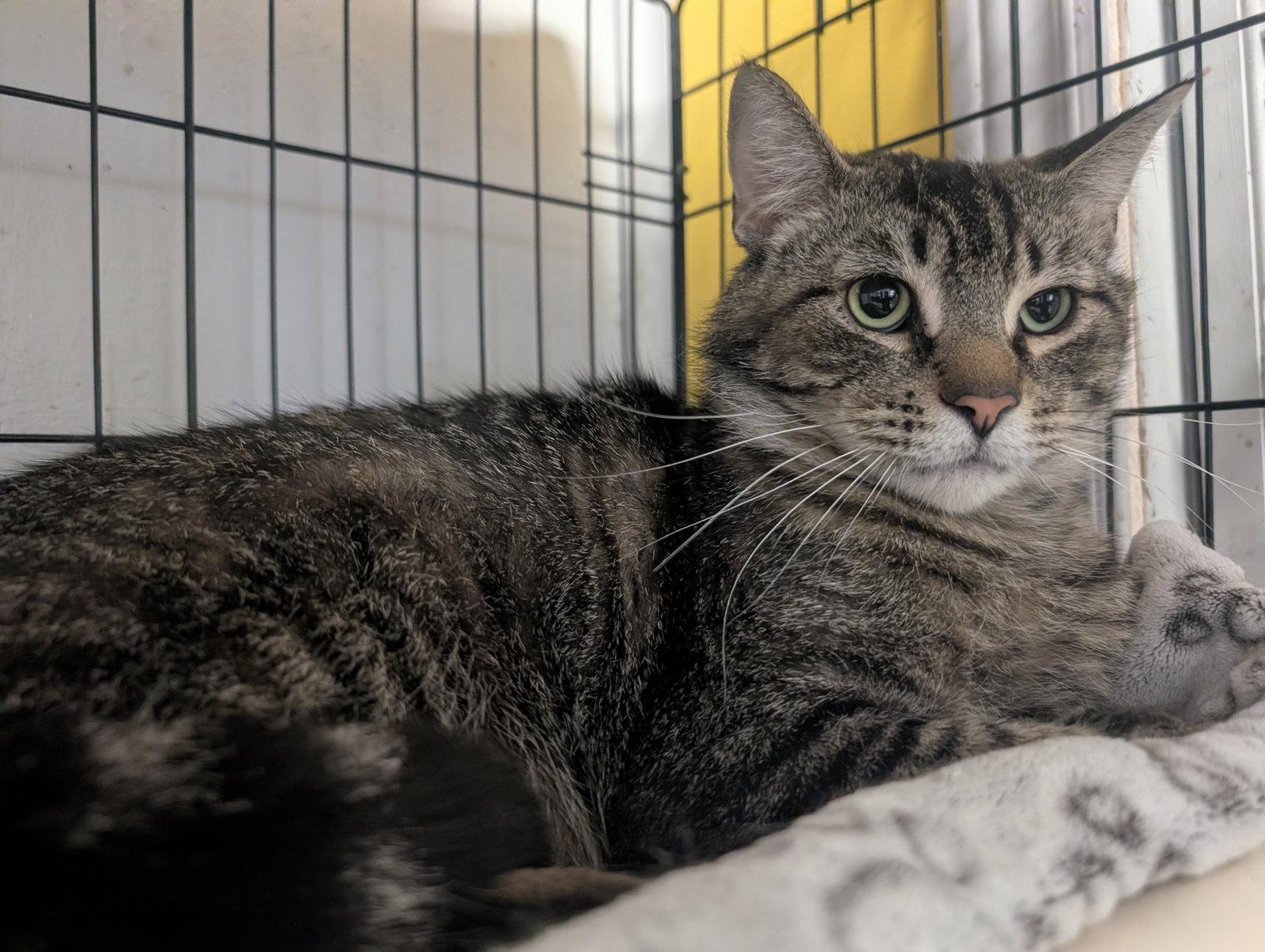 Chagall, a Adoptable Domestic Short Hair in Montreal, QC image 3/3