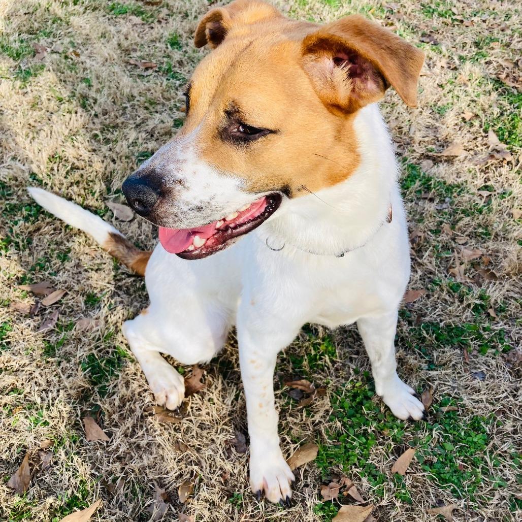 Rufus, a Adoptable mixed breed in Cabot, AR image 1/5