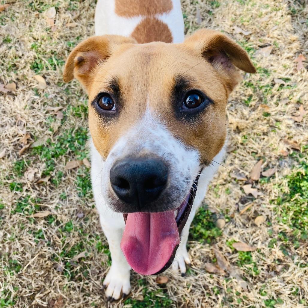 Rufus, a Adoptable mixed breed in Cabot, AR image 2/5
