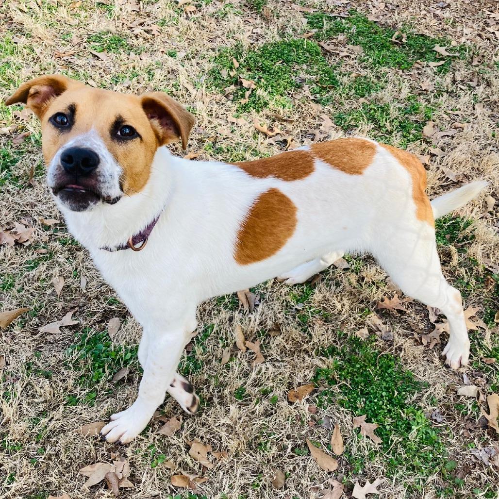 Rufus, a Adoptable mixed breed in Cabot, AR image 3/5