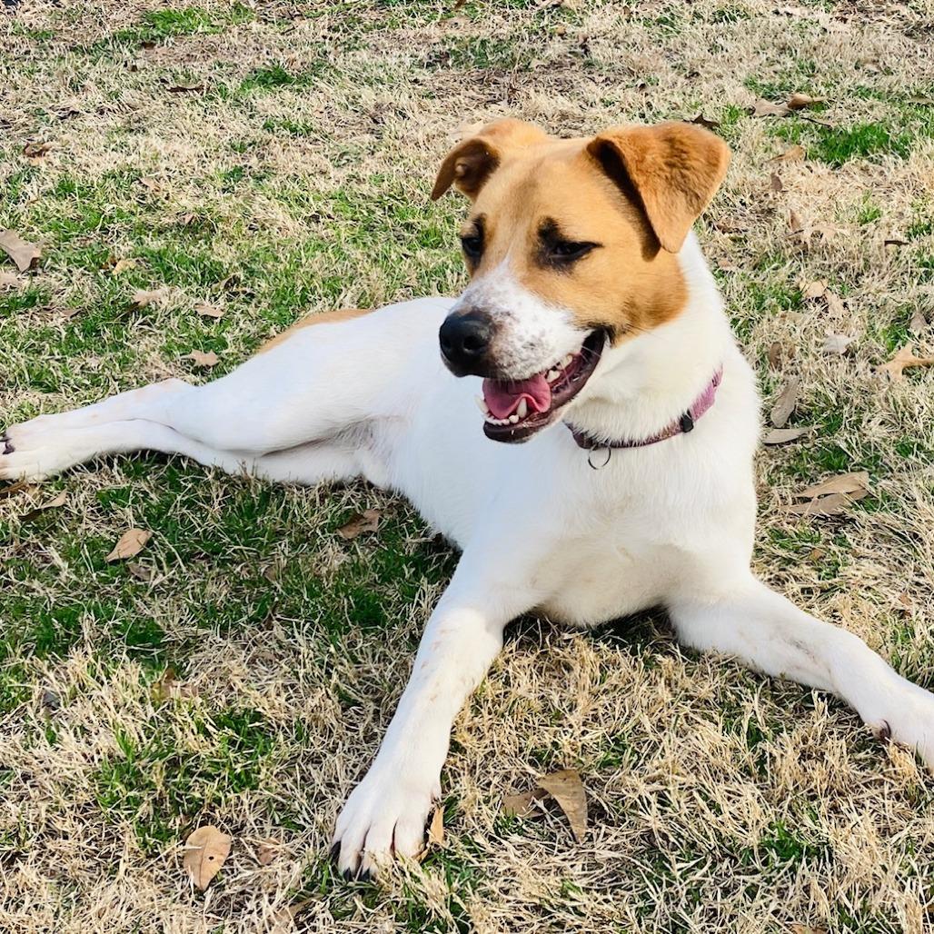 Rufus, a Adoptable mixed breed in Cabot, AR image 4/5