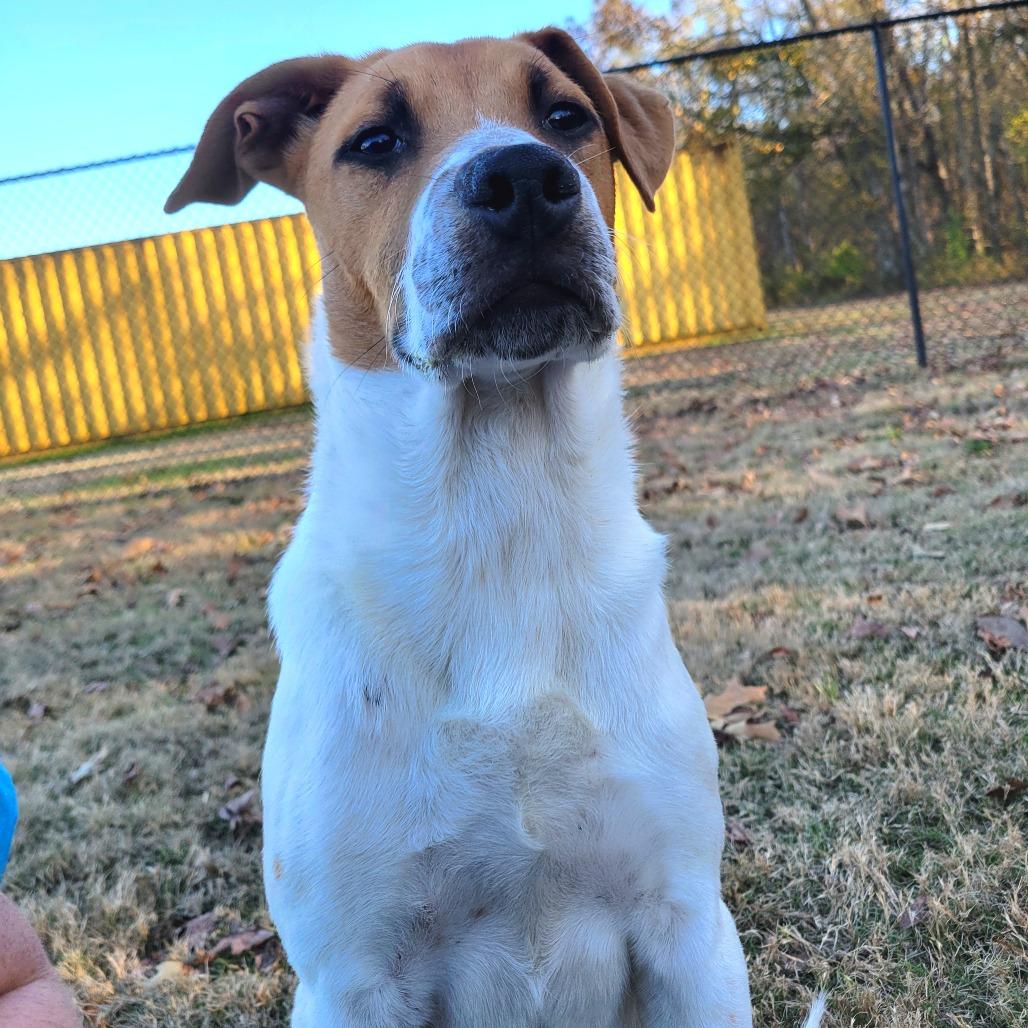 Rufus, Adoptable, Young Male Cattle Dog.