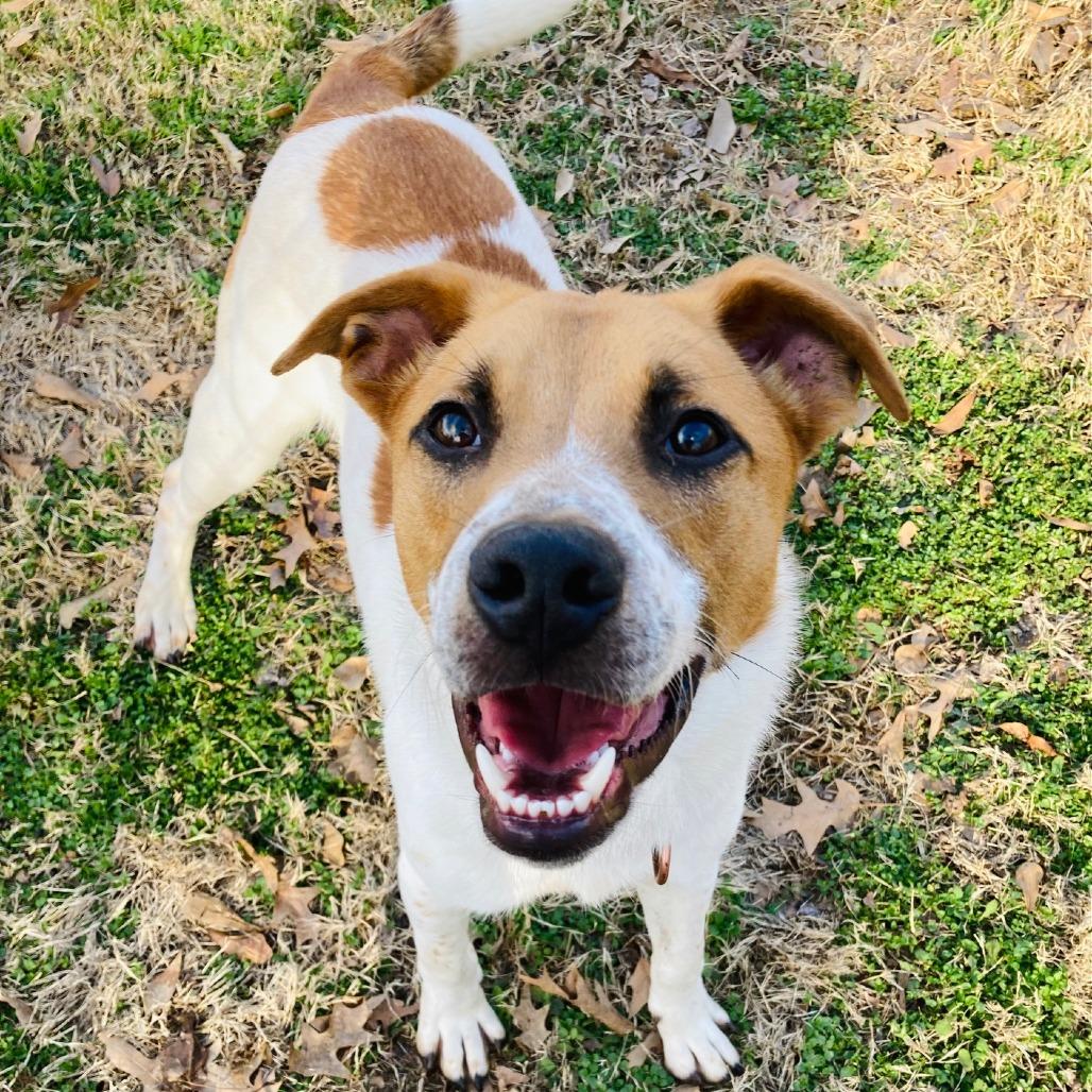 Rufus, a Adoptable mixed breed in Cabot, AR image 5/5