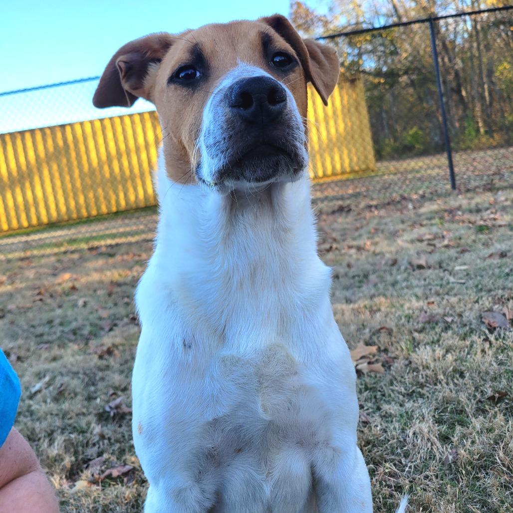Rufus, a Adoptable mixed breed in Cabot, AR image 2/2