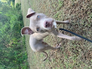 Enlarge Piglet, a Adopted Pit Bull Terrier in Charlotte, NC image 1/1