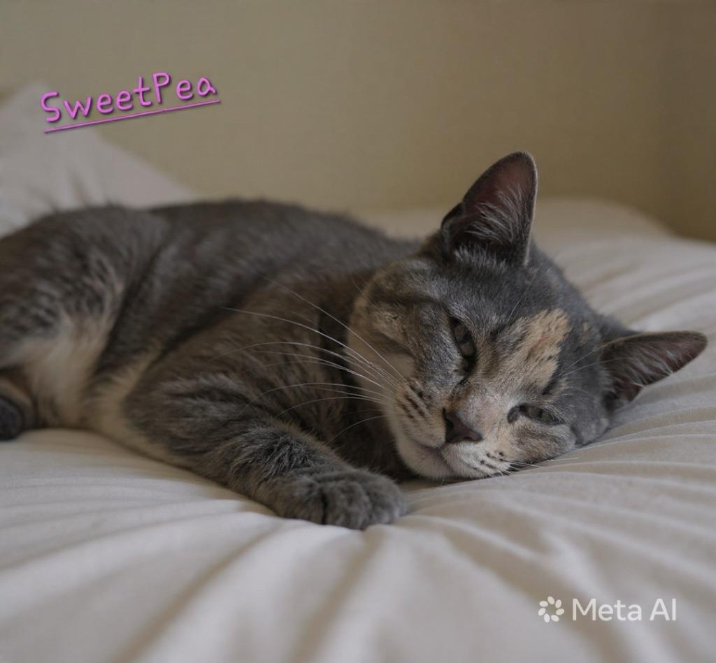 Enlarge Sweet Pea, a Adoptable mixed breed in Jim Thorpe, PA image 1/1