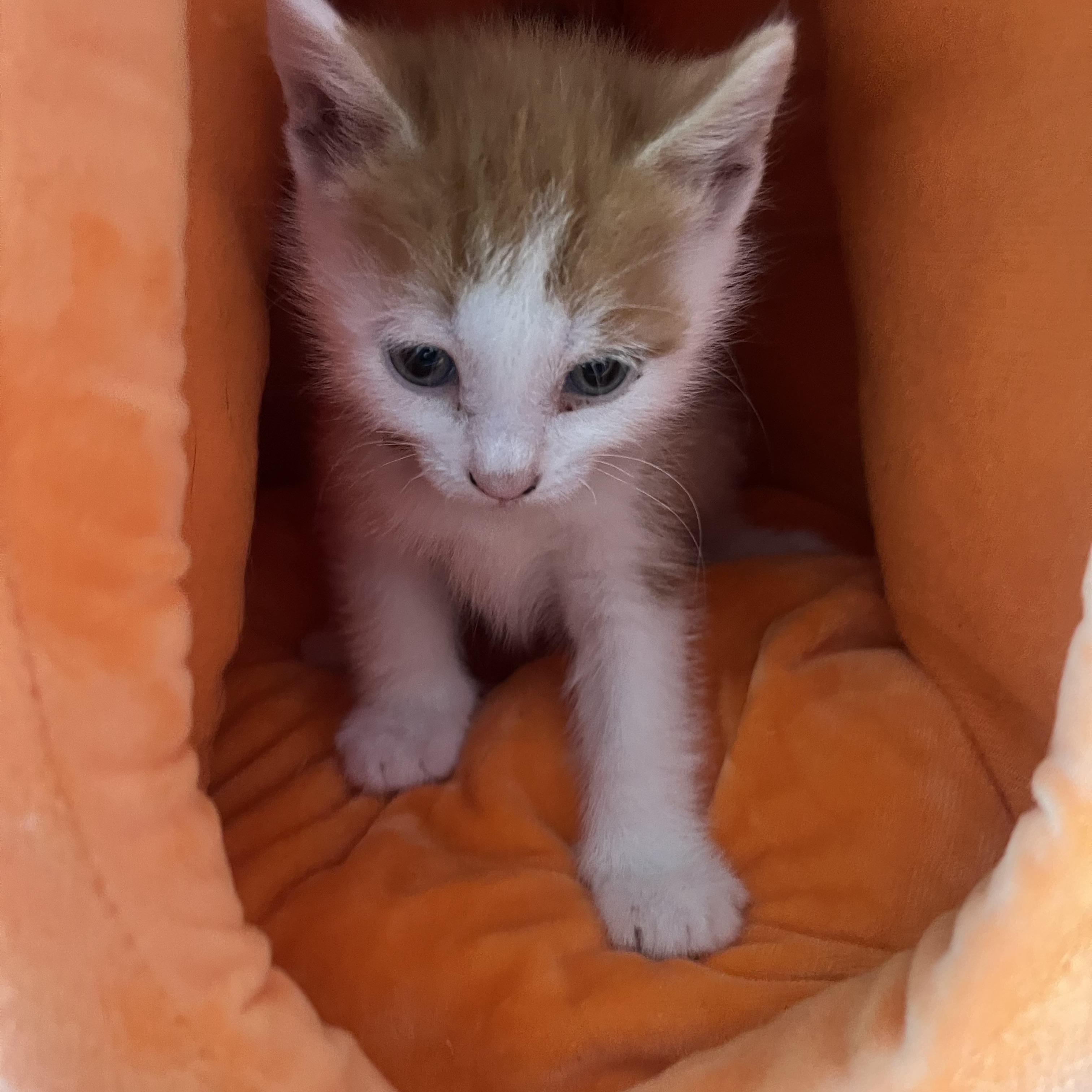 TT Mrs Yellow collar