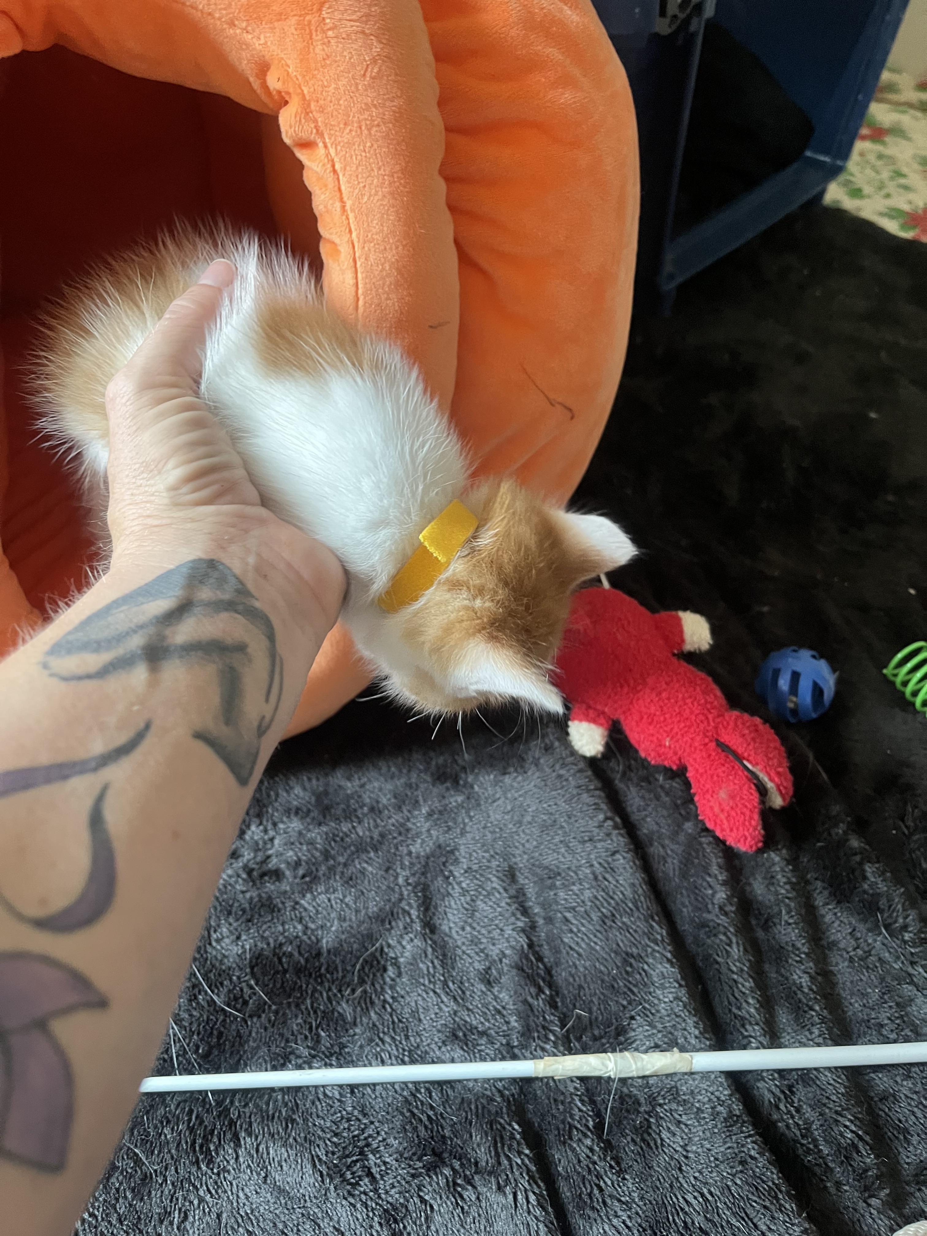 TT Mrs Yellow collar