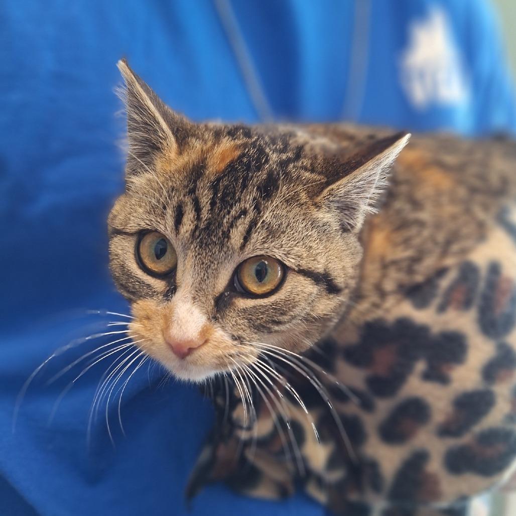 Enlarge Ragu, a Adoptable Domestic Short Hair in Attica, NY image 3/3